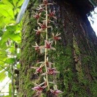 Cymbidium aloifolium (L.) Sw.